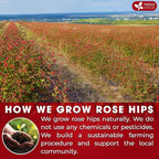 FreshDrinkUS, Premium 55 Rosehip Tea Bags, 100% Natural & Pure from Rose Hip Fruits. Loose Rosehip Herbal Tea. Made with Natural Material Tea Bags. No Sugar, No Caffeine, No Gluten, Vegan.